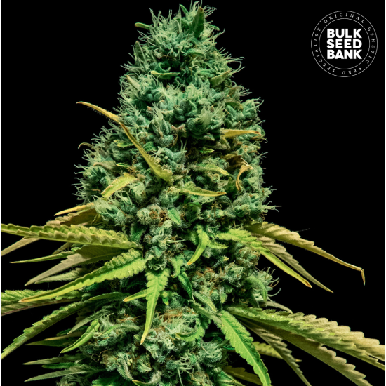 HELL BELLS OG
